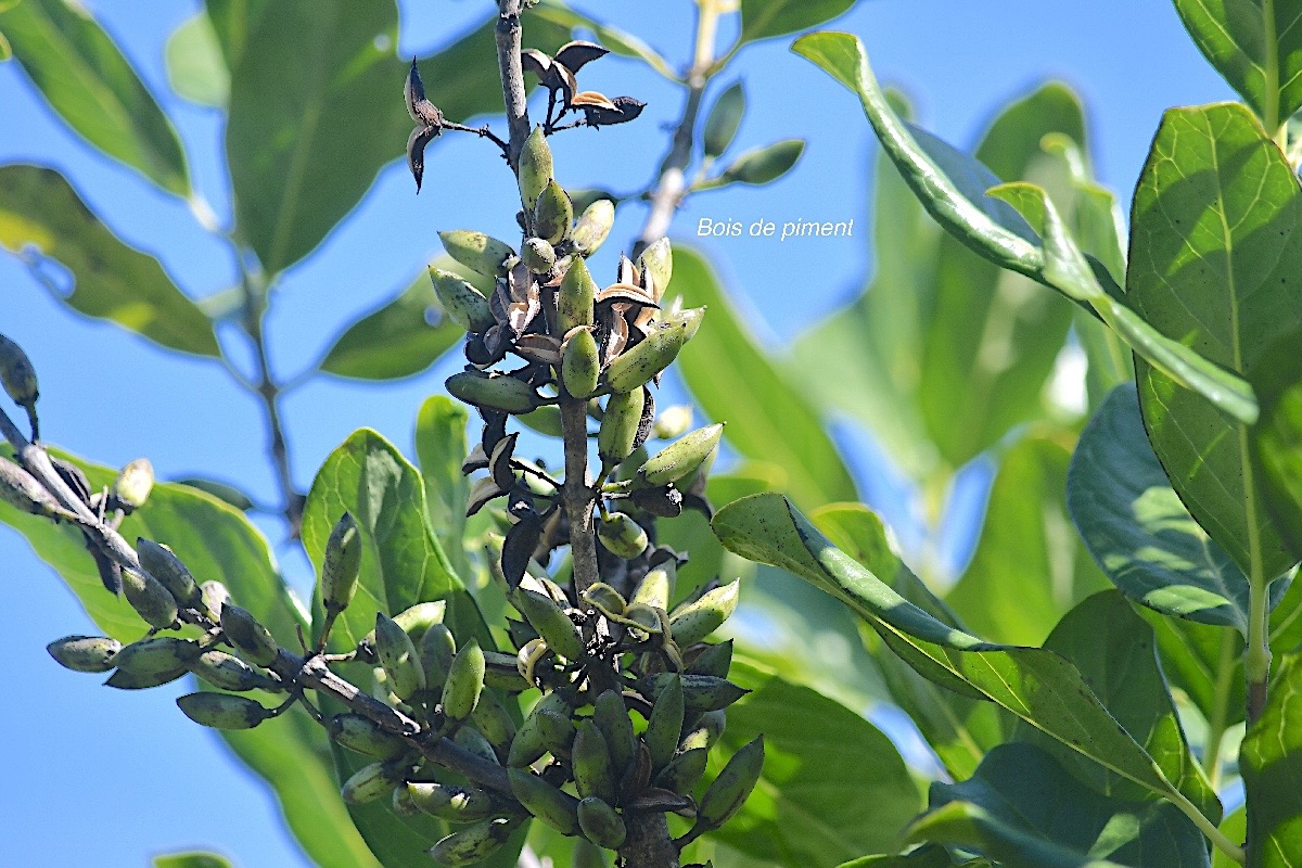 Geniostoma borbonicum Bois de piment Loganiac eae Endémique La Réunion, Maurice 2924.jpeg