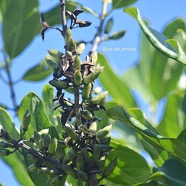 Geniostoma borbonicum Bois de piment Loganiac eae Endémique La Réunion, Maurice 2924.jpeg