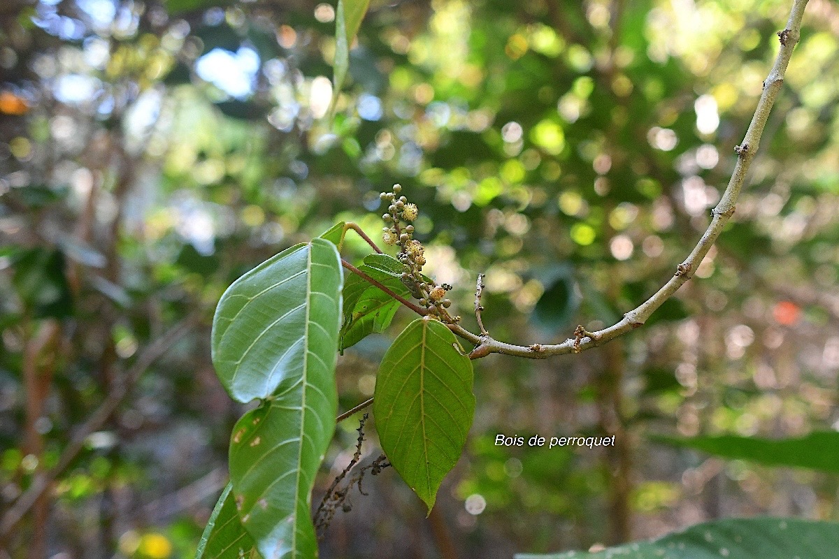 Hancea integrifolia Bois de perroquet euphorbi aceae Endémique La Réunion, Maurice 2912.jpeg