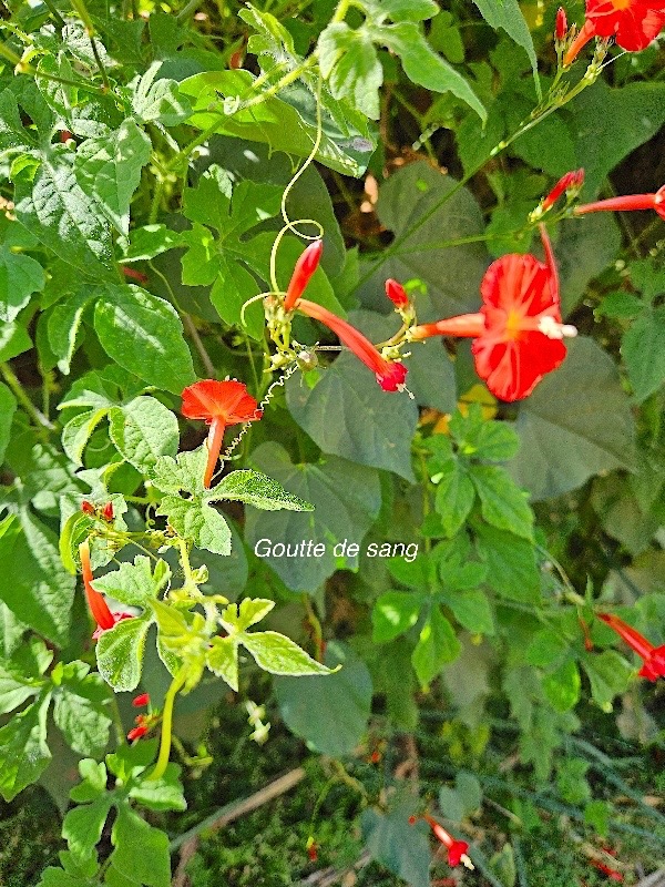 Ipomea hederifolia Goutte de sang Con volvulaceae E milieu perturbé 09.jpeg