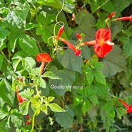 Ipomea hederifolia Goutte de sang Con volvulaceae E milieu perturbé 09.jpeg