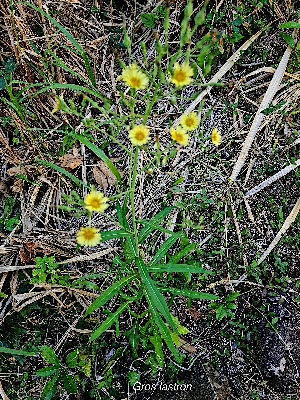 Lactuca indica Gros lastron Asteraceae Cryptogène 47.jpeg