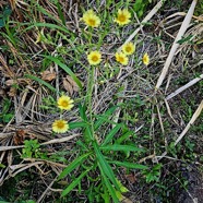 Lactuca indica Gros lastron Asteraceae Cryptogène 47.jpeg