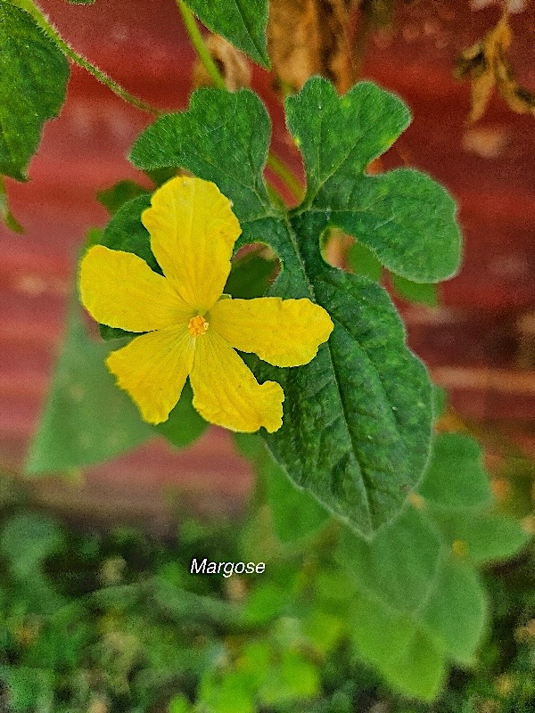 Momordica charantia Margose Cucurbitaceae E milieu perturbé 23.jpeg