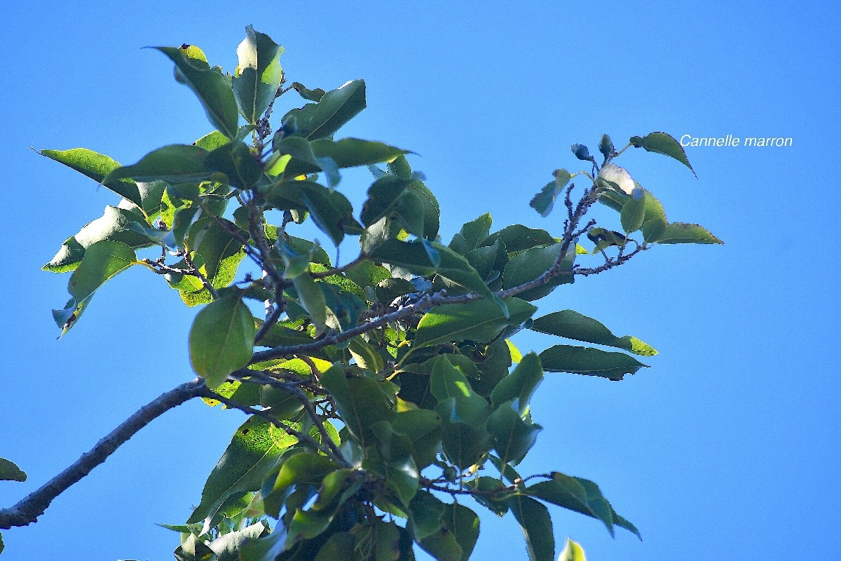 Ocotea obtusata Cannelle marron Lauraceae  Endémique La Réunion, Maurice 2871.jpeg