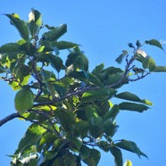 Ocotea obtusata Cannelle marron Lauraceae  Endémique La Réunion, Maurice 2871.jpeg