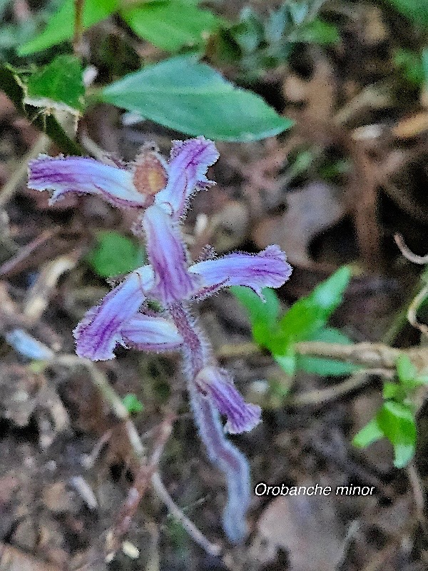 Orobanche minor Orobanchaceae Amphinaturalisé 21.jpeg