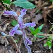 Orobanche minor Orobanchaceae Amphinaturalisé 21.jpeg