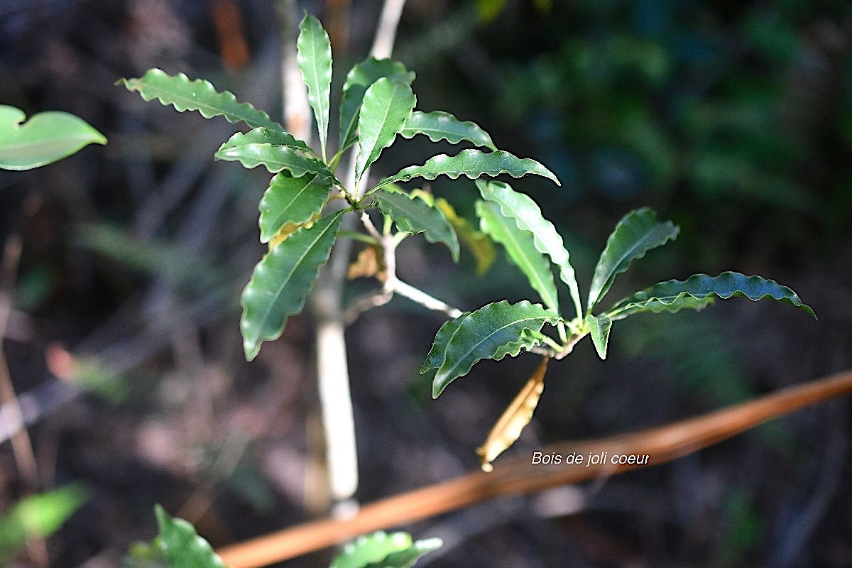 Pittosporum senacia Bois de joli coeur Pit tosporaceae Indigène La Réunion 2846.jpeg