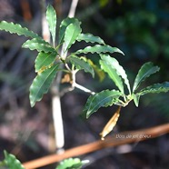 Pittosporum senacia Bois de joli coeur Pit tosporaceae Indigène La Réunion 2846.jpeg