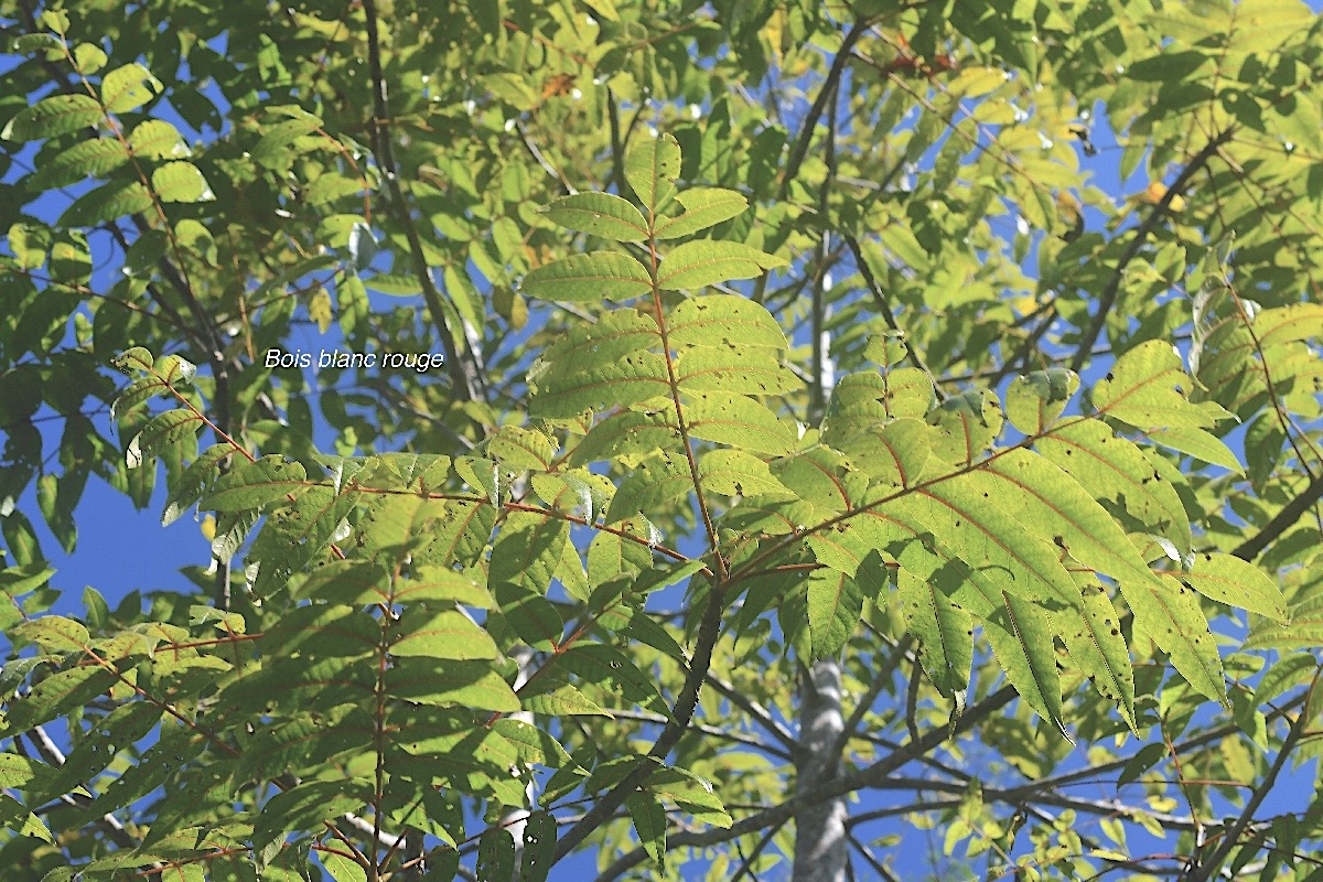 Poupartia borbonica Bois blanc rouge Anacardia ceae Endémique La Réunion, Maurice 2941.jpeg