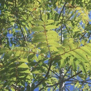 Poupartia borbonica Bois blanc rouge Anacardia ceae Endémique La Réunion, Maurice 2941.jpeg