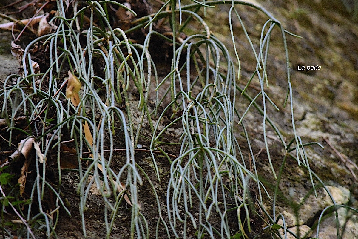 Rhipsalis baccifera La perle Cactaceae Indigène La Réunion 2895.jpeg