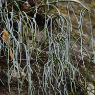 Rhipsalis baccifera La perle Cactaceae Indigène La Réunion 2895.jpeg