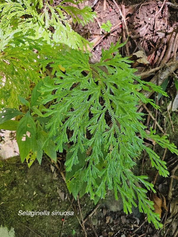 Selaginella sinuosa Selaginellaceae Endémique La Réunion 27.jpeg