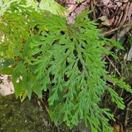 Selaginella sinuosa Selaginellaceae Endémique La Réunion 27.jpeg