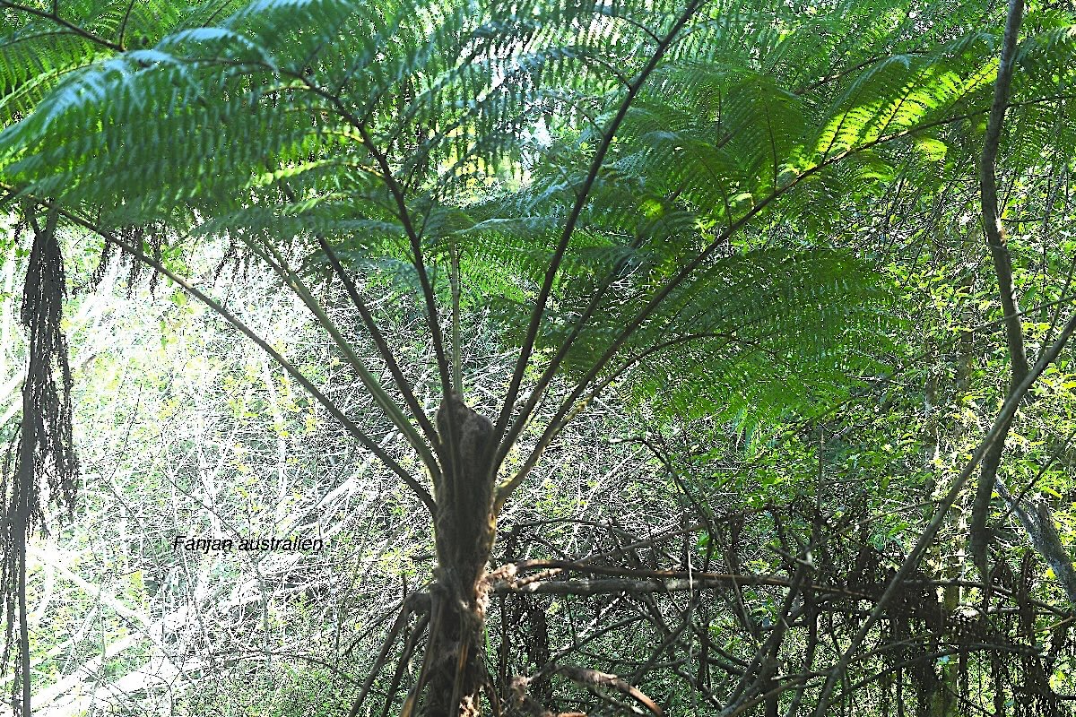 Sphaeropteris cooperi Fanjan australien Cyatheaceae E E 2934.jpeg