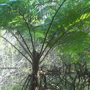 Sphaeropteris cooperi Fanjan australien Cyatheaceae E E 2934.jpeg