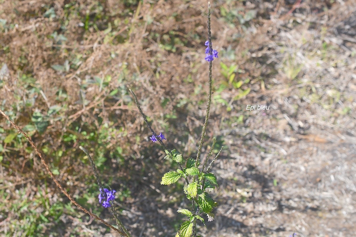 Stachytarpheta jamaicensis Epi bleu Verbenaceae E en milieu perturbé 2901.jpeg