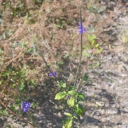 Stachytarpheta jamaicensis Epi bleu Verbenaceae E en milieu perturbé 2901.jpeg