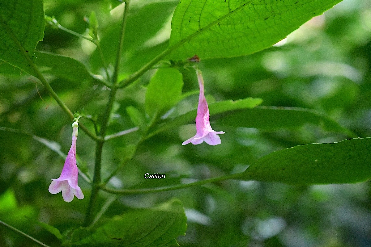 Strobilanthes hamiltonianus Califon Acanthaceae E E 2885.jpeg