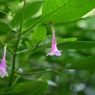 Strobilanthes hamiltonianus Califon Acanthaceae E E 2885.jpeg