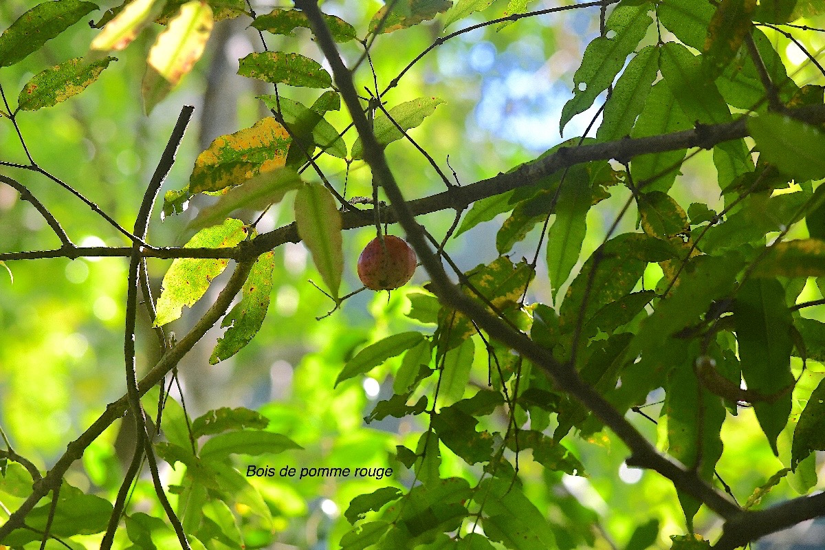 Syzygium cymosum Bois de pomme rouge Myrtaceae Endémique La Réunion, Maurice 2969.jpeg