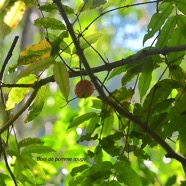 Syzygium cymosum Bois de pomme rouge Myrtaceae Endémique La Réunion, Maurice 2969.jpeg