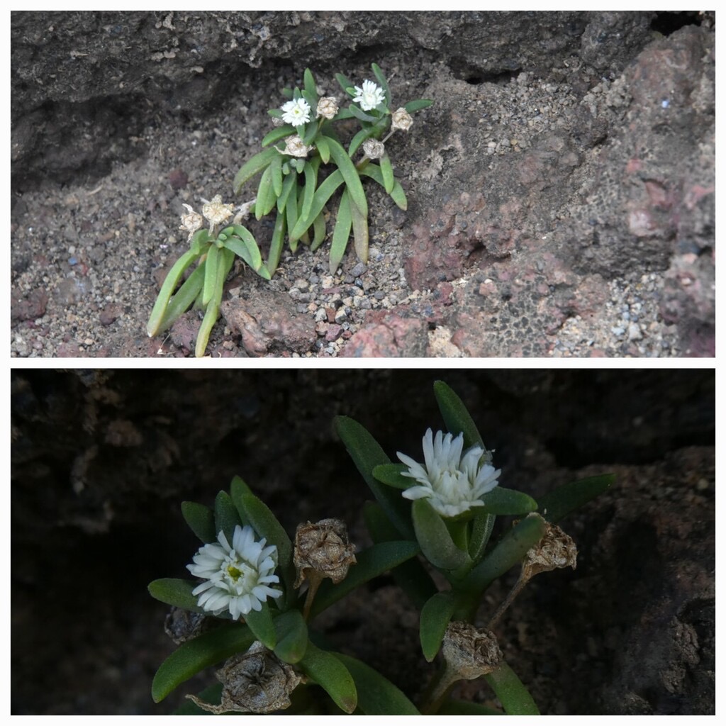 Delosperma_napiforme-Lavangere-AIZOACEAE-Endemique_Reunion-20240306_115655.jpg