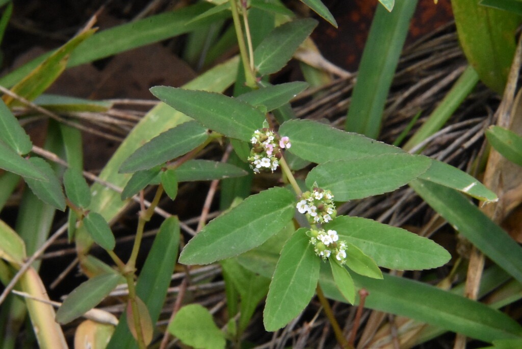 Euphorbia_indica_?_hyssopifolia_?-EUPHORBIACEAE-Exotique-MB3_5373.jpg