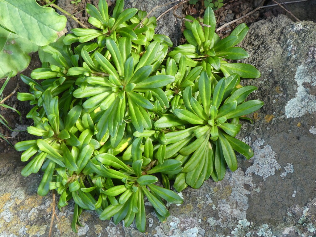 Lysimachia_mauritiana-PRIMULACEAE-Indigene_Reunion-P1080055.jpg