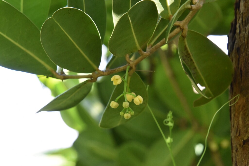 Noronhia_emarginata-Doucette-OLEACEAE-Exotique_Madagascar-MB3_5300.jpg