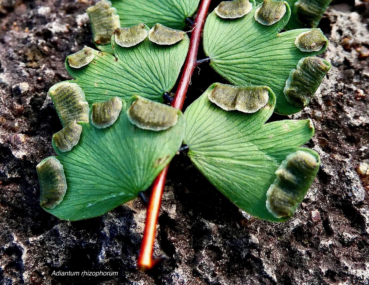 Adiantum rhizophorum Sw.( sores ) pteridaceae.indigène Réunion. ..jpeg