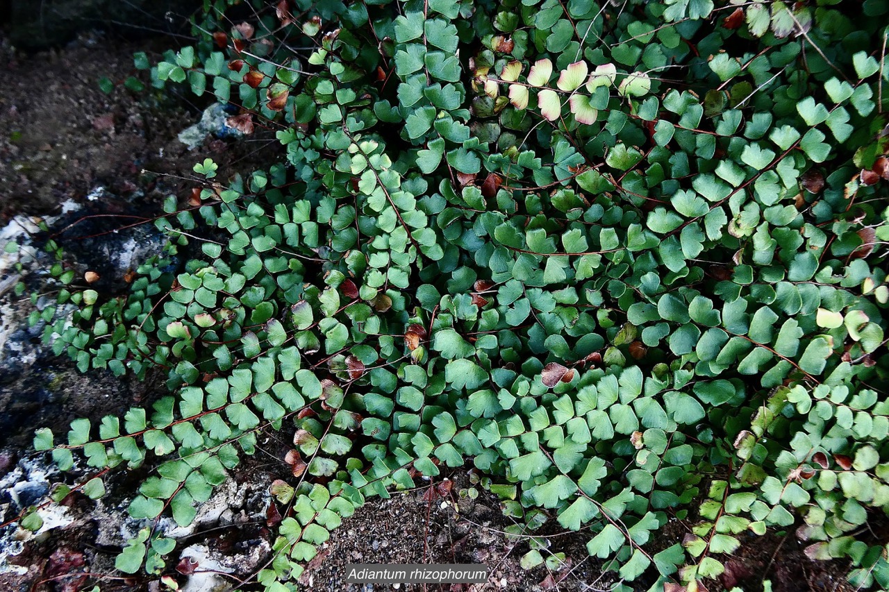 Adiantum rhizophorum Sw.pteridaceae.indigène Réunion. ..jpeg