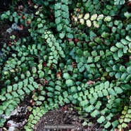 Adiantum rhizophorum Sw.pteridaceae.indigène Réunion. ..jpeg