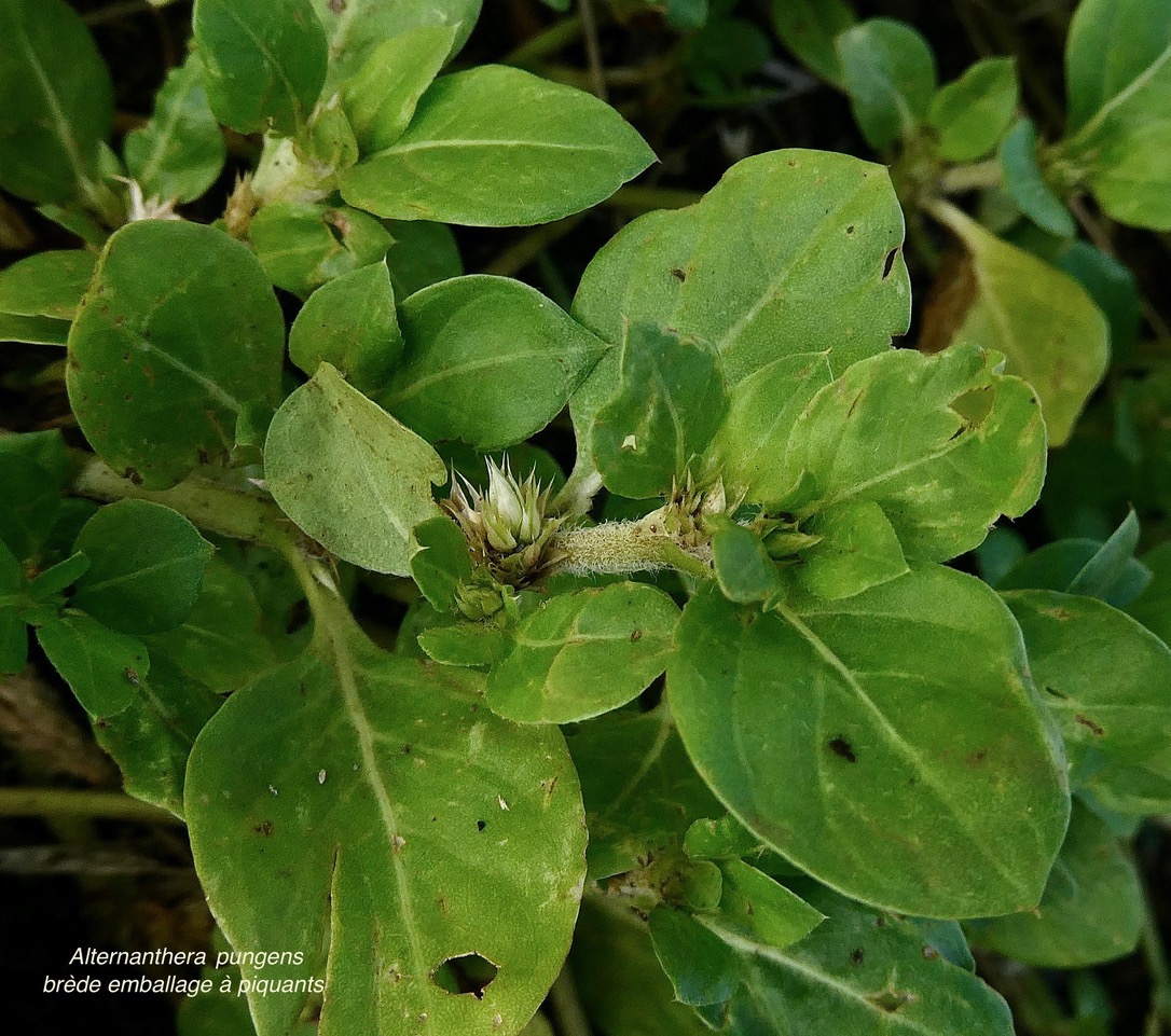 Alternanthera pungens Kunth.brède emballage à piquants.amaranthaceae.amphinaturalisé..jpeg