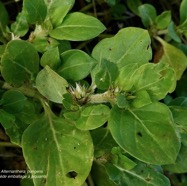 Alternanthera pungens Kunth.brède emballage à piquants.amaranthaceae.amphinaturalisé..jpeg