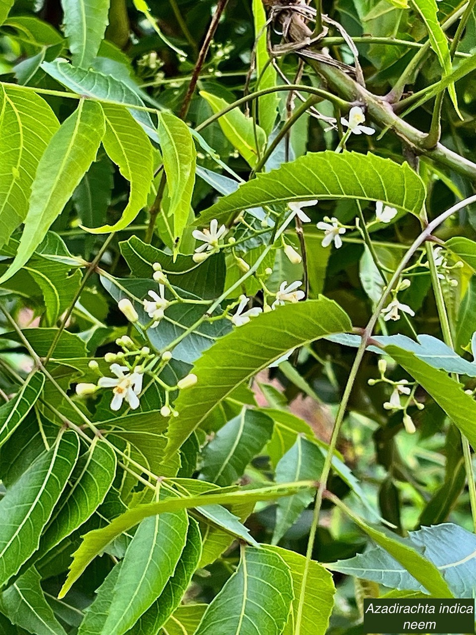 Azadirachta indica.neem.lilas sacré.meliaceae.origine- Inde.jpeg