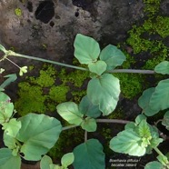 Boerhavia diffusa.bécabar bâtard.nyctaginaceae.assimilé indigène.espèce envahissante..jpeg