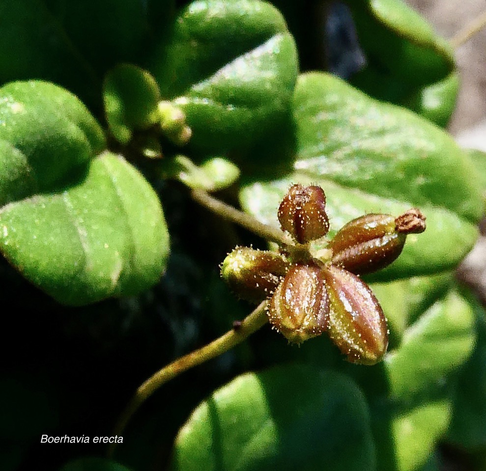 Boerhavia erecta( fruits ) .nyctaginaceae.sténonaturalisé.potentiellement envahissant..jpeg