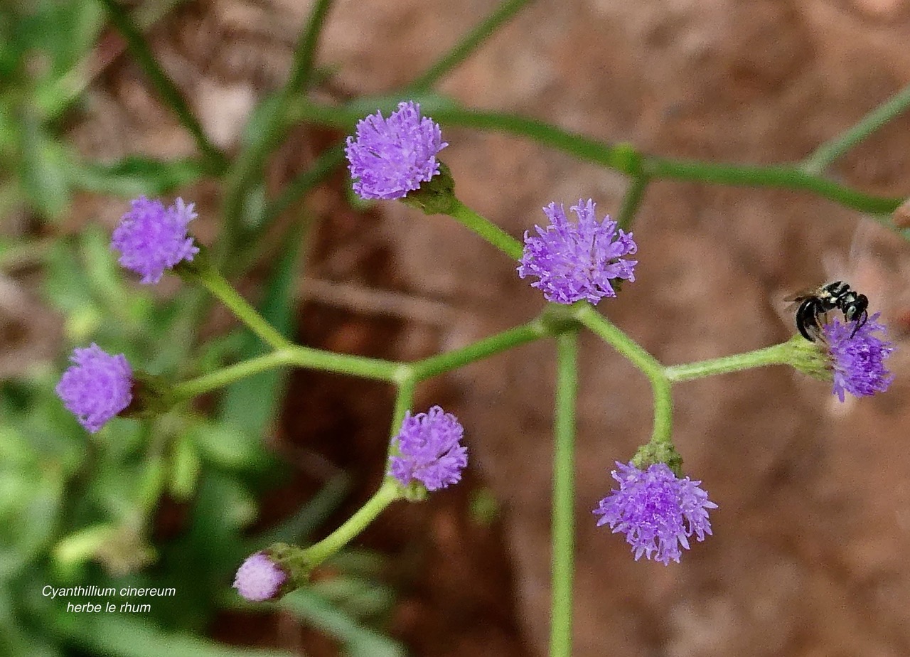 Cyanthillium cinereum.herbe le rhum.herbe goni.asteraceae.espèce envahissante. (1).jpeg