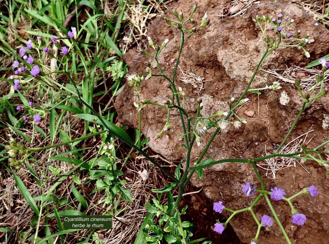 Cyanthillium cinereum.herbe le rhum.herbe goni.asteraceae.espèce envahissante..jpeg