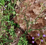 Cyanthillium cinereum.herbe le rhum.herbe goni.asteraceae.espèce envahissante..jpeg