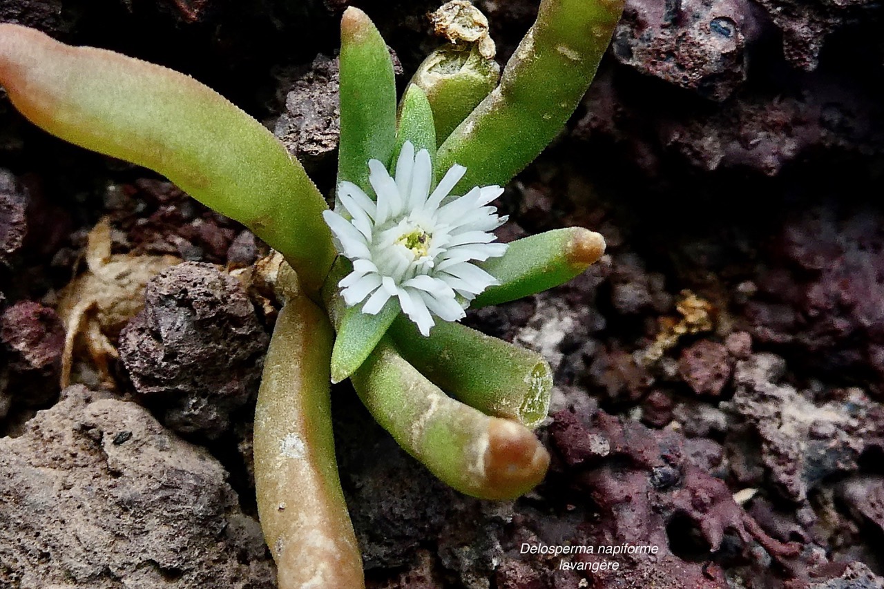 Delosperma napiforme.lavangère.aizoaceae.endémique Réunion. (2).jpeg