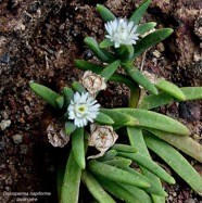 Delosperma napiforme.lavangère.aizoaceae.endémique Réunion..jpeg