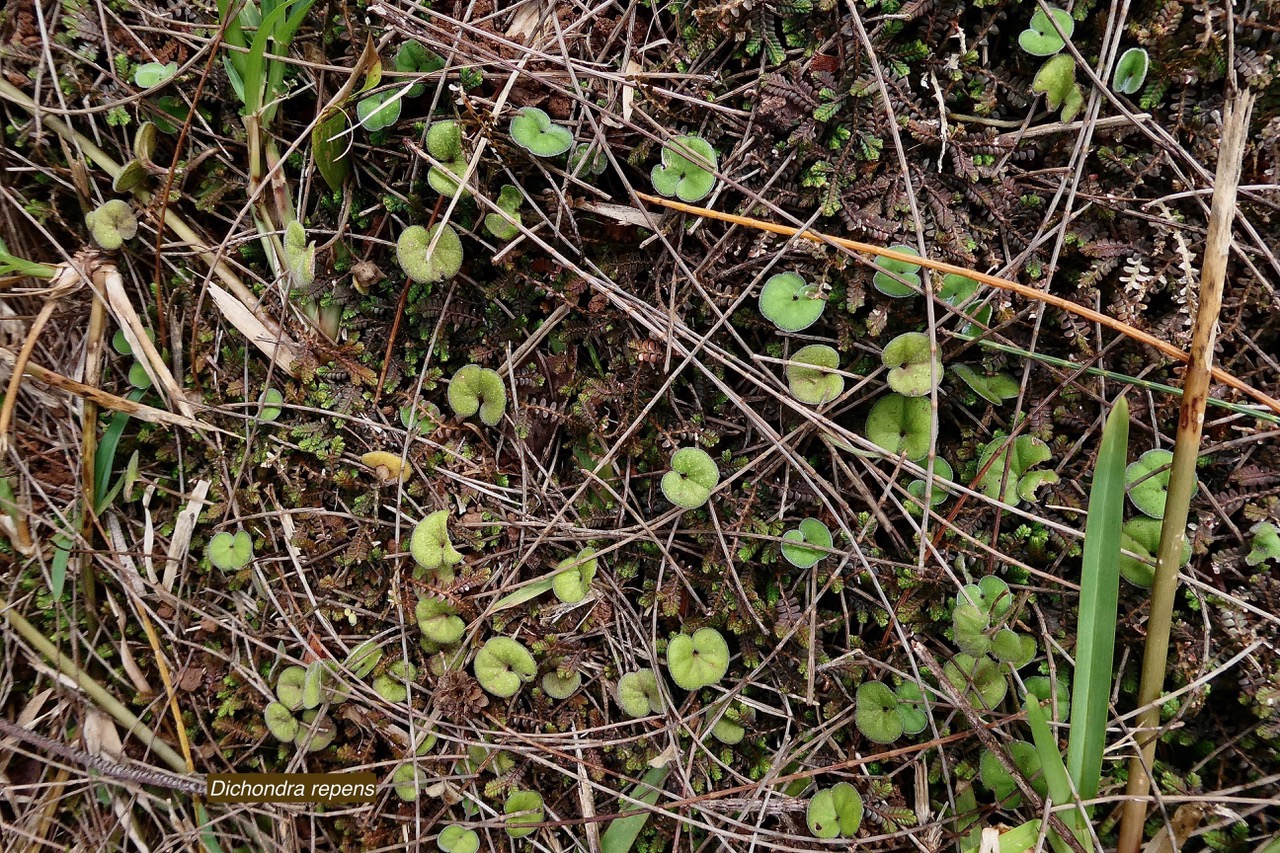 Dichondra repens.convolvulaceae.indigène? (1).jpeg