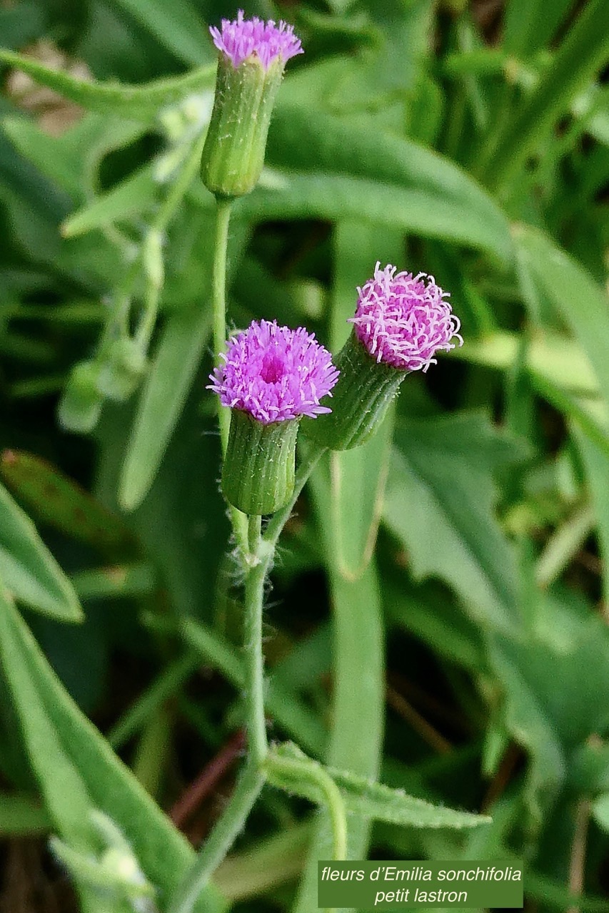 Emilia sonchifolia.petit lastron. ( fleurs ) ..asteraceae.amphinaturalisé..jpeg