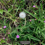 Emilia sonchifolia.petit lastron.asteraceae.amphinaturalisé..jpeg