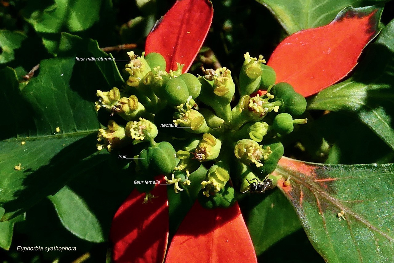 Euphorbia cyathophora.petit poinsettia.euphorbiaceae.sténonaturalisé. (1).jpeg