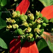 Euphorbia cyathophora.petit poinsettia.euphorbiaceae.sténonaturalisé. (1).jpeg